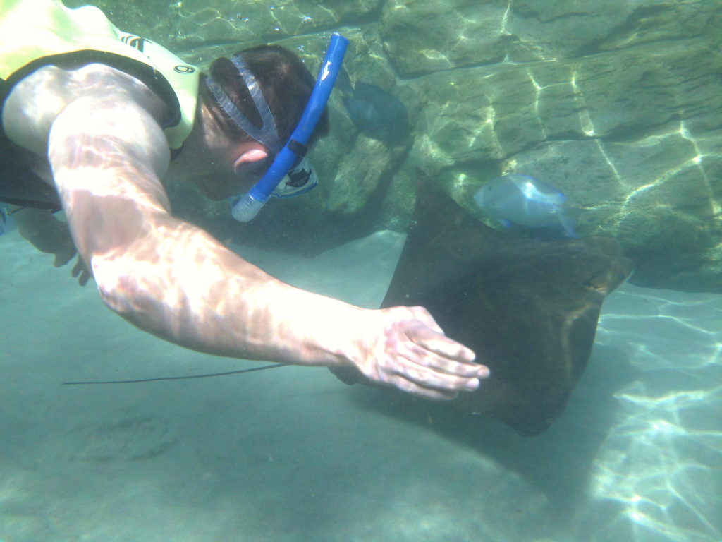 Snorkelling with a sting Ray in the Grand Reef - discovery Cove