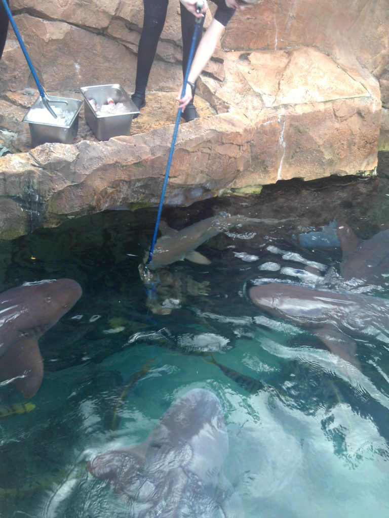 Shark feeding at Discovery Cove